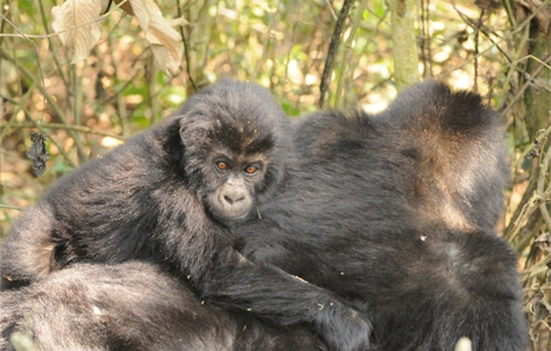 grauer's gorilla with baby